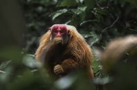 キモカワ な動物や絶滅危惧種も登場 アマゾンに生息する超レアな生き物たちの写真を大公開 画像2 30 Movie Walker Press