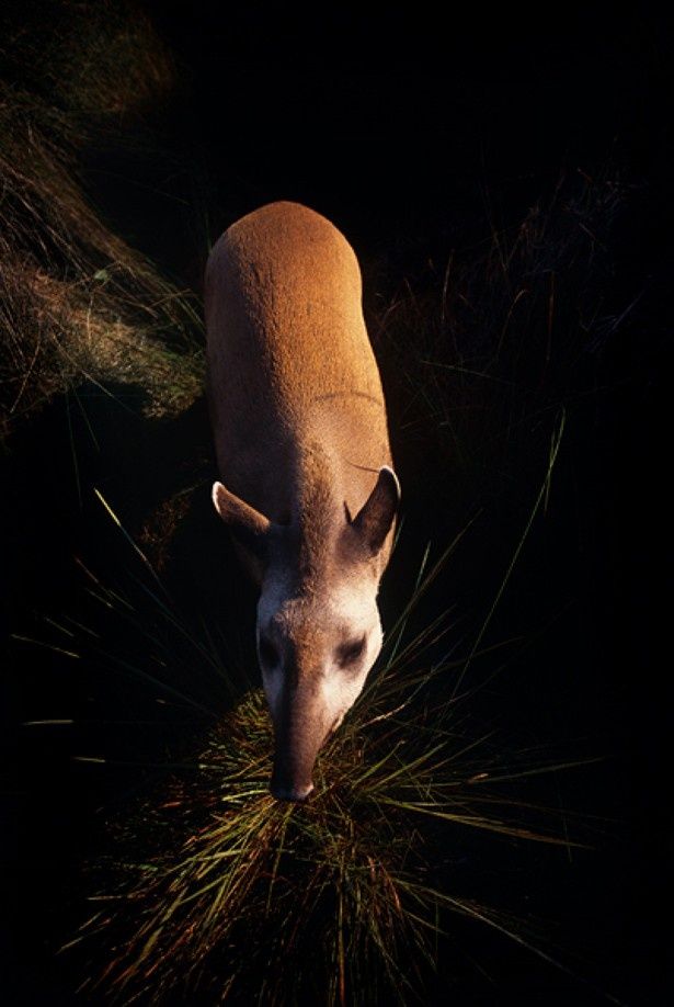 キモカワ な動物や絶滅危惧種も登場 アマゾンに生息する超レアな生き物たちの写真を大公開 画像18 30 Movie Walker Press
