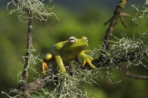 ガラスガエル（アマガエルモドキ科）