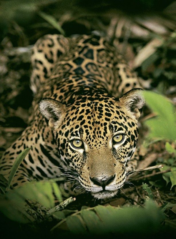 キモカワ な動物や絶滅危惧種も登場 アマゾンに生息する超レアな生き物たちの写真を大公開 画像2 30 Movie Walker Press