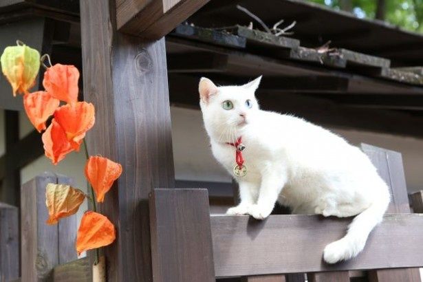 “ツンデレ白猫”の異名を取る玉之丞