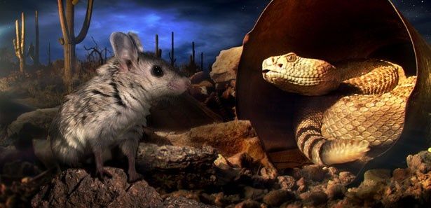 【写真を見る】スコーピオンマウスの目の前にはガラガラヘビが！