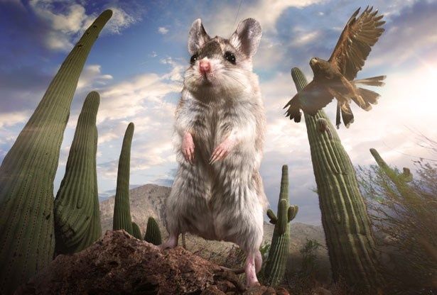 砂漠に生息するスコーピオンマウス