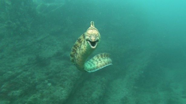 岩場で生活するウツボ