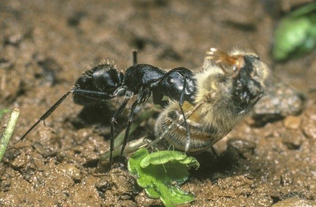 力持ちのクロオオアリは、自分よりも体の大きいミツバチをラクラク運んでしまう