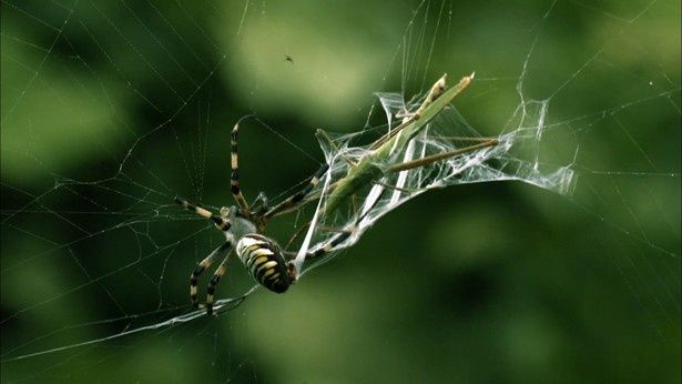 クモの巣にかかったカマキリ。弱肉強食の世界は厳しい…