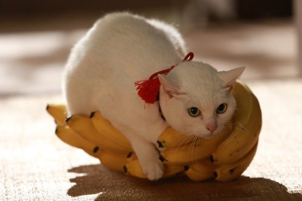 バナナを独り占めしようとする玉之丞