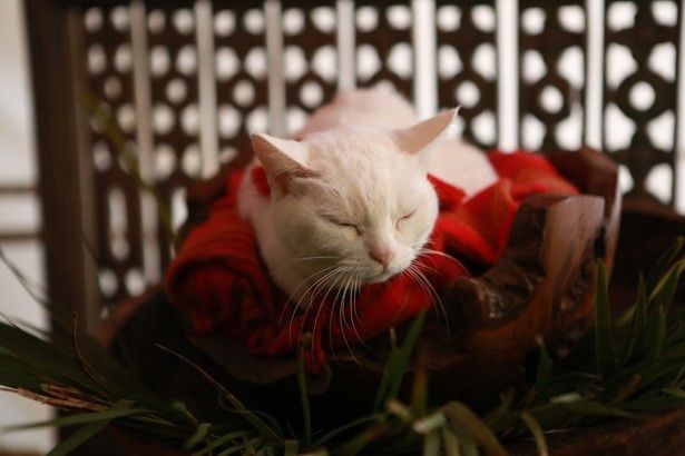 「猫侍」には欠かせない白猫・玉之丞の愛らしさは健在！