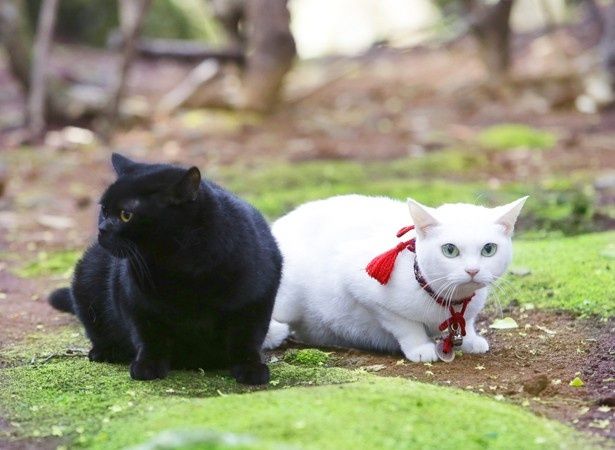 まさかの恋模様を展開する玉之丞とヤムヤム