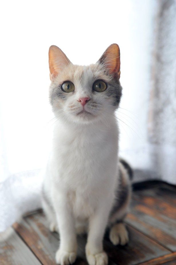 のら猫のアイドル 可愛い三毛猫写真を公開 画像30点 最新の映画ニュースならmovie Walker Press
