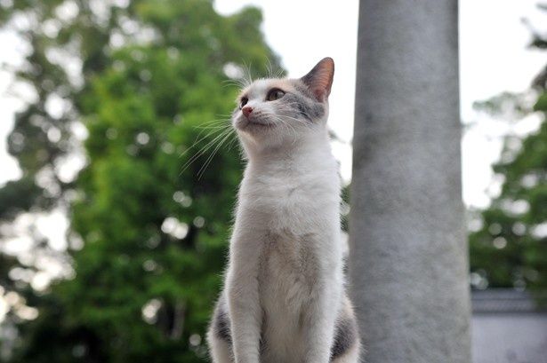 本作で演じるのは、町のみんなから愛されている“アイドルのら猫”