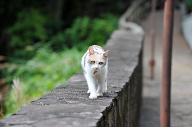 のしのしと散歩してみたり…