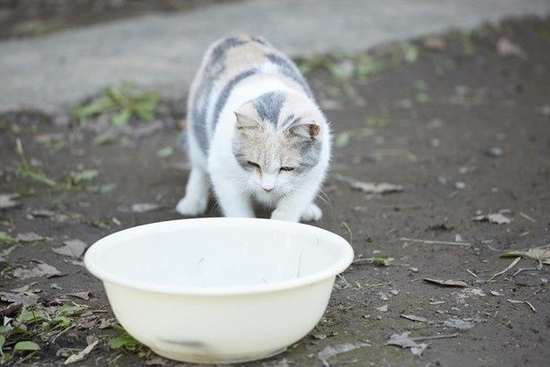 これはどうやって遊ぶモノにゃんだ？