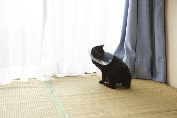 首についてるラッパみたいなの誰かとってくれにゃん！！！