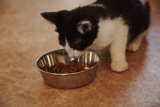 食事タイムはいつにもまして真剣な表情！