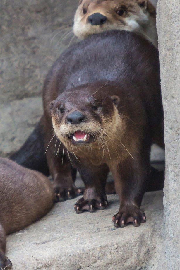 【写真を見る】こちらは本物のカワウソ。カンバーバッチと似ている？