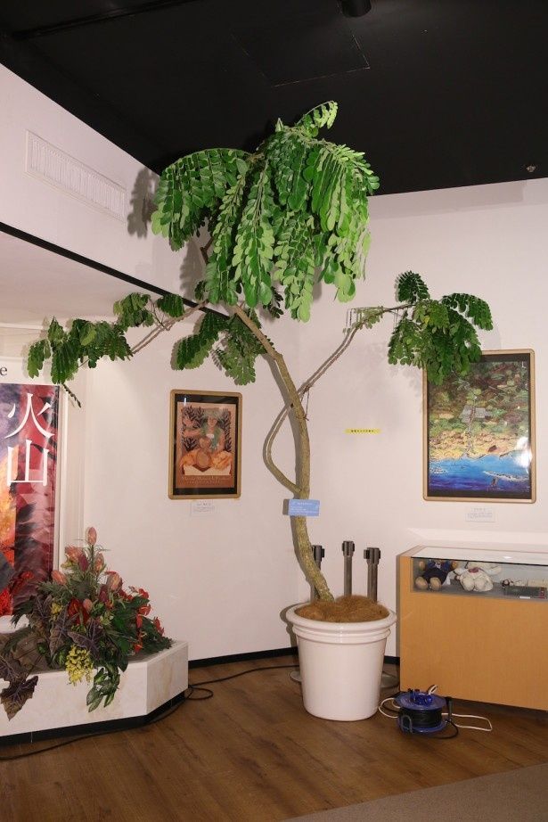 スパ・リゾートハワイアンズには本物のレインツリーも展示されている