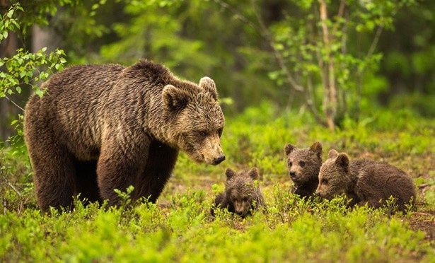 【写真を見る】母熊と子熊たち