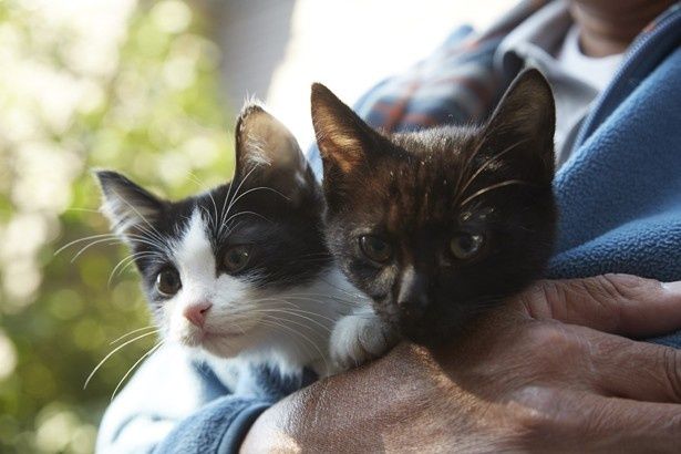 やんちゃな兄弟猫のチン(左)＆クロ(右)