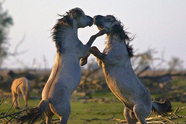 ウマの命がけの死闘も明らかとなる