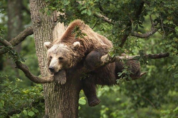 メスのヒグマは安全な木の上でタイマンの様子を見届ける