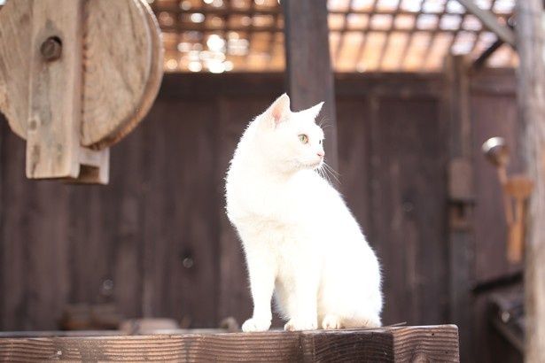 「猫侍 玉之丞、江戸へ行く」は2月19日(金)から順次放送開始