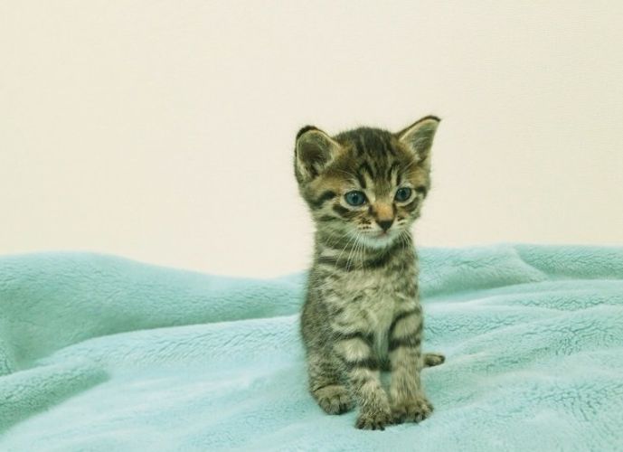 佐藤健が抱っこ！可愛いキジトラ猫の写真10点を一挙公開