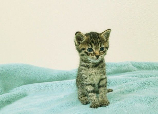 佐藤健が抱っこ 可愛いキジトラ猫の写真10点を一挙公開 最新の映画ニュースならmovie Walker Press
