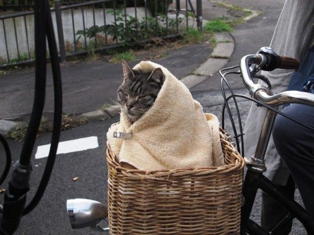 【写真を見る】自転車の籠にすっぽりおさまる、愛猫「キャベツ」