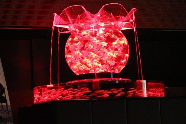 約1000 匹の金魚が泳ぐ巨大金魚鉢のアートアクアリウム作品「花魁」