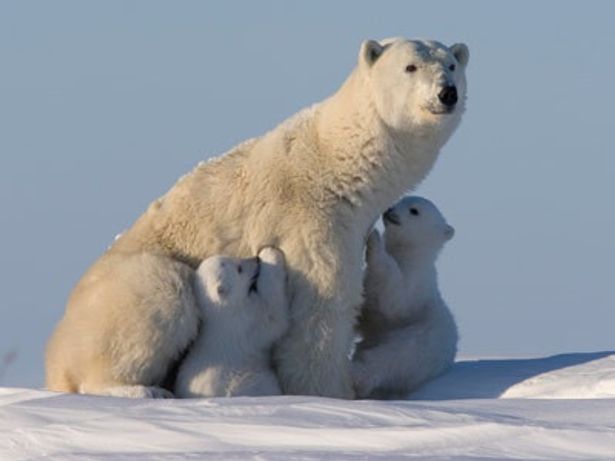 北極で暮らすホッキョクグマの親子にもカメラは密着