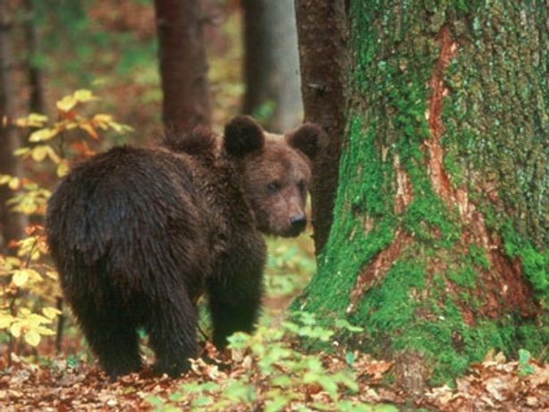 こちらはロシア・ベラルーシの森で暮らすヒグマ