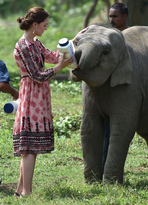 【写真を見る】ゾウの赤ちゃんにもミルクを飲ませるキャサリン妃