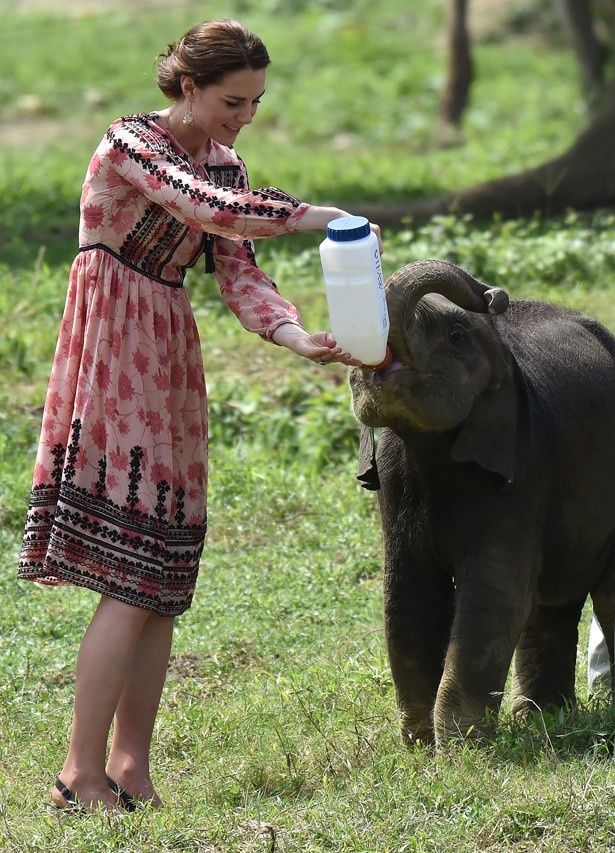 ゾウの赤ちゃんにミルクをあげるキャサリン妃