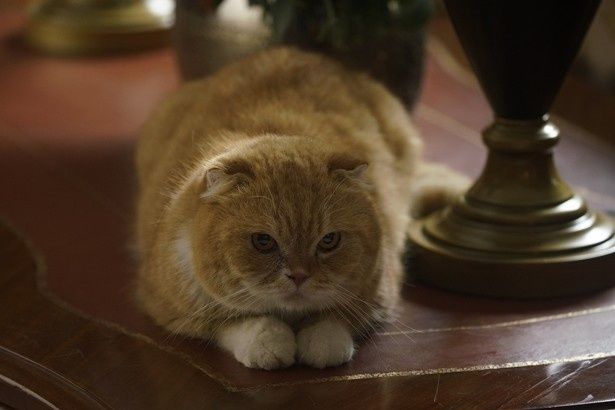 太いシッポがフッサフサ おデブなブサカワ猫の正体は 画像8 11 Movie Walker Press
