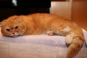 太いシッポがフッサフサ おデブなブサカワ猫の正体は 最新の映画ニュースならmovie Walker Press