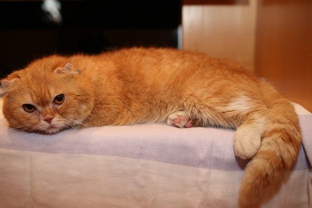 ブサカワ猫が大人気！湘南動物プロダクション所属の猫・ティティ