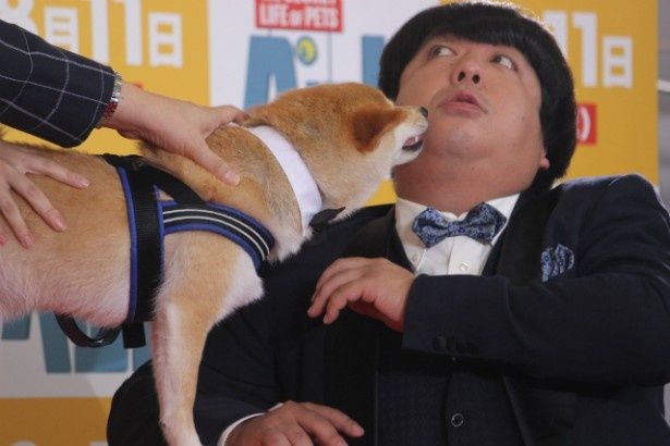 柴犬になめられる日村勇紀