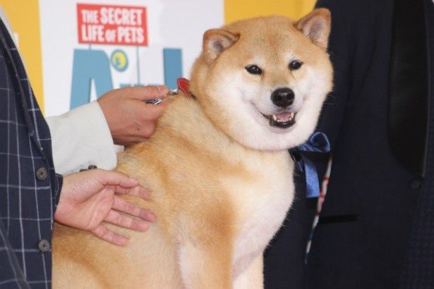 貫禄たっぷりの柴犬まるちゃん