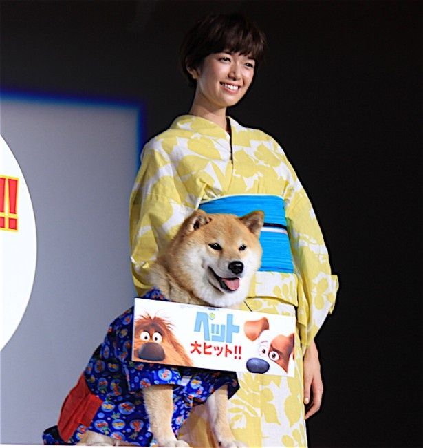 【写真を見る】浴衣姿の柴犬まるちゃんにみんなメロメロ！青地に金魚柄の浴衣姿で登場した