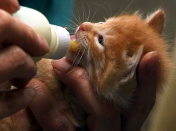 ミルクを飲む子猫。劇中にはこのような愛らしいシーンも