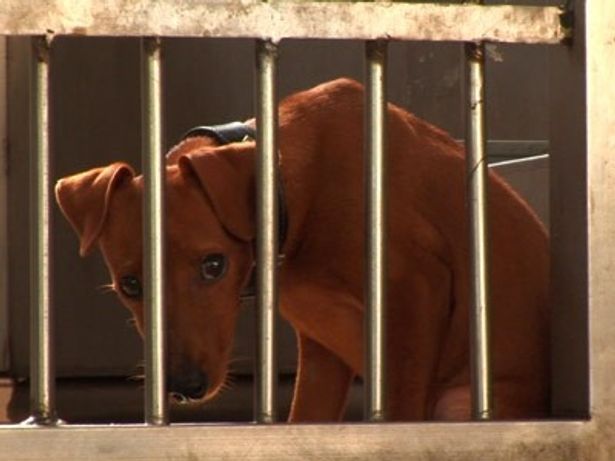 処分される時を待つ犬の姿が胸に突き刺さる